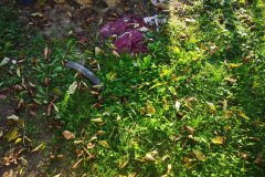 IMG_20240923_172147